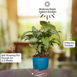 White Syngonium - Live Plant (With Self-Watering Pot & Plant)