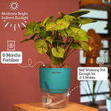 Syngonium Lemon - Live Plant (With Self-Watering Pot & Plant)