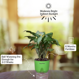 White Syngonium - Live Plant (With Self-Watering Pot & Plant)