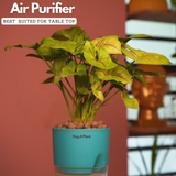 Syngonium Lemon - Live Plant (With Self-Watering Pot & Plant)