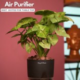 Syngonium Lemon - Live Plant (With Self-Watering Pot & Plant)