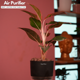 Aglaonema Lipstick - Live Plant (With Self-Watering Pot & Plant)