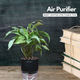 White Syngonium - Live Plant (With Self-Watering Pot & Plant)