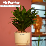 Dracaena Compacta - Live Plant (With Self-Watering Pot & Plant)