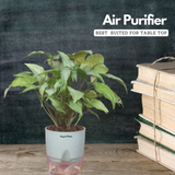 White Syngonium - Live Plant (With Self-Watering Pot & Plant)