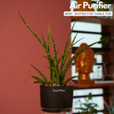 Mikado Snake Plant(Small)- Live Plant (With Self-Watering Pot & Plant)