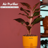 Aglaonema Lipstick - Live Plant (With Self-Watering Pot & Plant)