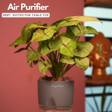 Syngonium Lemon - Live Plant (With Self-Watering Pot & Plant)