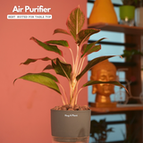 Aglaonema Lipstick - Live Plant (With Self-Watering Pot & Plant)