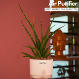 Mikado Snake Plant(Small)- Live Plant (With Self-Watering Pot & Plant)