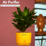 Dracaena Compacta - Live Plant (With Self-Watering Pot & Plant)