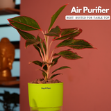 Aglaonema Lipstick - Live Plant (With Self-Watering Pot & Plant)