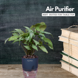 White Syngonium - Live Plant (With Self-Watering Pot & Plant)