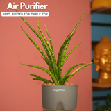 Mikado Snake Plant(Small)- Live Plant (With Self-Watering Pot & Plant)