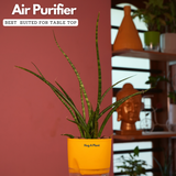 Mikado Snake Plant(Small)- Live Plant (With Self-Watering Pot & Plant)