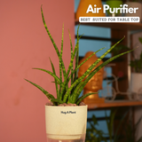 Mikado Snake Plant(Small)- Live Plant (With Self-Watering Pot & Plant)