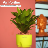 Dracaena Compacta - Live Plant (With Self-Watering Pot & Plant)