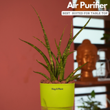 Mikado Snake Plant(Small)- Live Plant (With Self-Watering Pot & Plant)