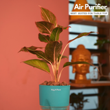 Aglaonema Lipstick - Live Plant (With Self-Watering Pot & Plant)