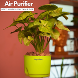 Syngonium Lemon - Live Plant (With Self-Watering Pot & Plant)