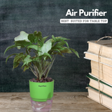 White Syngonium - Live Plant (With Self-Watering Pot & Plant)