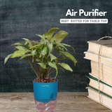 White Syngonium - Live Plant (With Self-Watering Pot & Plant)