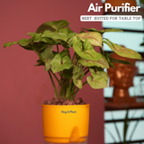 Syngonium Lemon - Live Plant (With Self-Watering Pot & Plant)