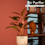 Aglaonema Lipstick - Live Plant (With Self-Watering Pot & Plant)