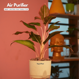 Aglaonema Lipstick - Live Plant (With Self-Watering Pot & Plant)