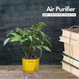 White Syngonium - Live Plant (With Self-Watering Pot & Plant)