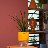 Mikado Snake Plant(Small)- Live Plant (With Self-Watering Pot & Plant)