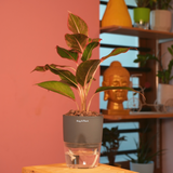 Aglaonema Lipstick - Live Plant (With Self-Watering Pot & Plant)