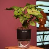 Syngonium Lemon - Live Plant (With Self-Watering Pot & Plant)