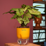 Syngonium Lemon - Live Plant (With Self-Watering Pot & Plant)