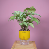 White Syngonium - Live Plant (With Self-Watering Pot & Plant)