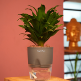 Dracaena Compacta - Live Plant (With Self-Watering Pot & Plant)