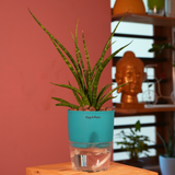 Mikado Snake Plant(Small)- Live Plant (With Self-Watering Pot & Plant)