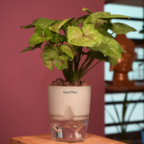 Syngonium Lemon - Live Plant (With Self-Watering Pot & Plant)