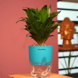 Dracaena Compacta - Live Plant (With Self-Watering Pot & Plant)