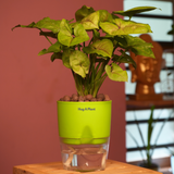 Syngonium Lemon - Live Plant (With Self-Watering Pot & Plant)