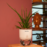 Mikado Snake Plant(Small)- Live Plant (With Self-Watering Pot & Plant)