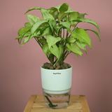 White Syngonium - Live Plant (With Self-Watering Pot & Plant)