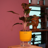 Aglaonema Lipstick - Live Plant (With Self-Watering Pot & Plant)