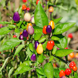 Ornamental Chilly Choice Mixed Seed (25 Seeds) (Home & Garden)