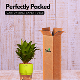 Dracaena Compacta - Live Plant (With Self-Watering Pot & Plant)