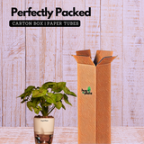 Syngonium Lemon - Live Plant (With Self-Watering Pot & Plant)