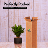 Dracaena Compacta - Live Plant (With Self-Watering Pot & Plant)