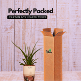 Mikado Snake Plant(Small)- Live Plant (With Self-Watering Pot & Plant)