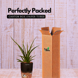 Mikado Snake Plant(Small)- Live Plant (With Self-Watering Pot & Plant)