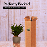 Dracaena Compacta - Live Plant (With Self-Watering Pot & Plant)